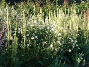 Leucanthemum vulgare linking the border with the wirldflower meadow - border design, white border, white garden