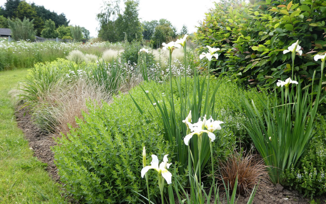 Planting established with wildflower meadow opposite - white border, border design, white garden, wild flower meadow