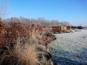 Structural planting maintaining winter interest - border design, winter garden, structural planting, shakkei norfolk garde design