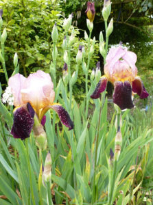 Irises from Benton End bentonendirises