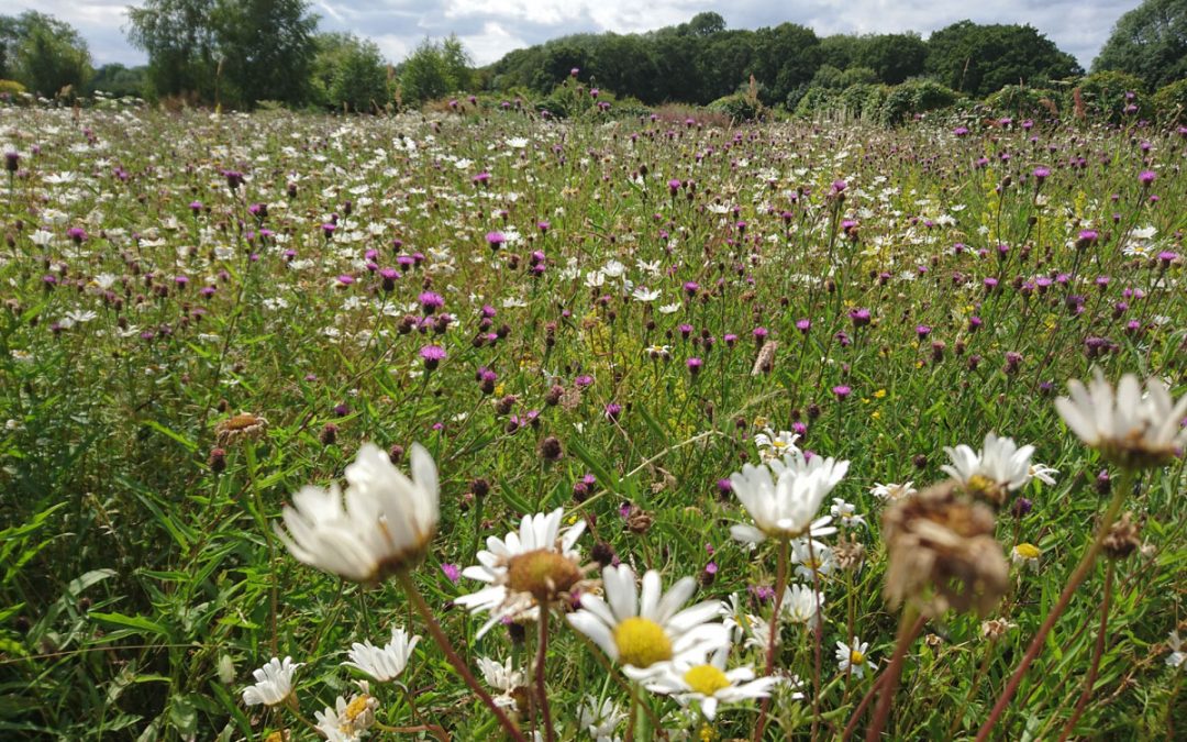 Creating A Wildflower Meadow Chasing Arcadia