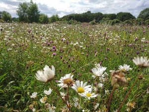 Wildflower meadow