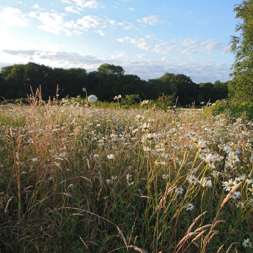 Creating a wildflower meadow - Chasing Arcadia