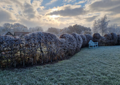 Frosted Cloud Pruned Hedge part of Garden Design for large Norfolk Country Garden
