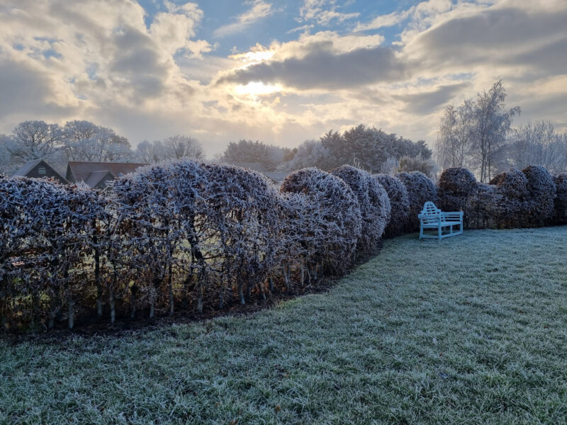 Frosted Cloud Pruned Hedge part of Garden Design for large Norfolk Country Garden