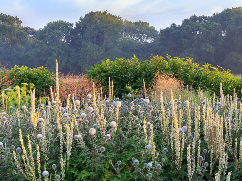 Planting Design for Norfolk Wildlife Friendly Garden Border