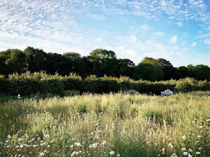 Wildflower Meadow part of Garden Design for Norfolk Country Garden