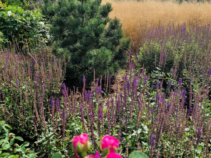 Modern Planting Design